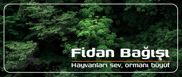 Fidan