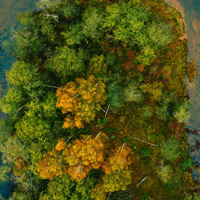 Hayvanları Korumak, Ormanları Korumak ile Başlar