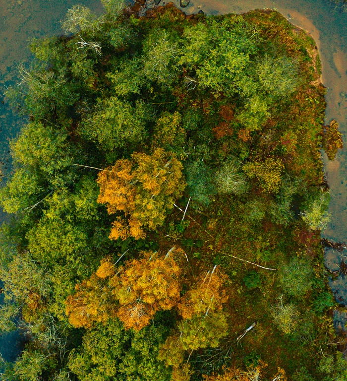 Doğaya Katkı Yapın: 100 Adet Fidan Bağışı Hediye Edilebilir - soa.datakale.com.tr